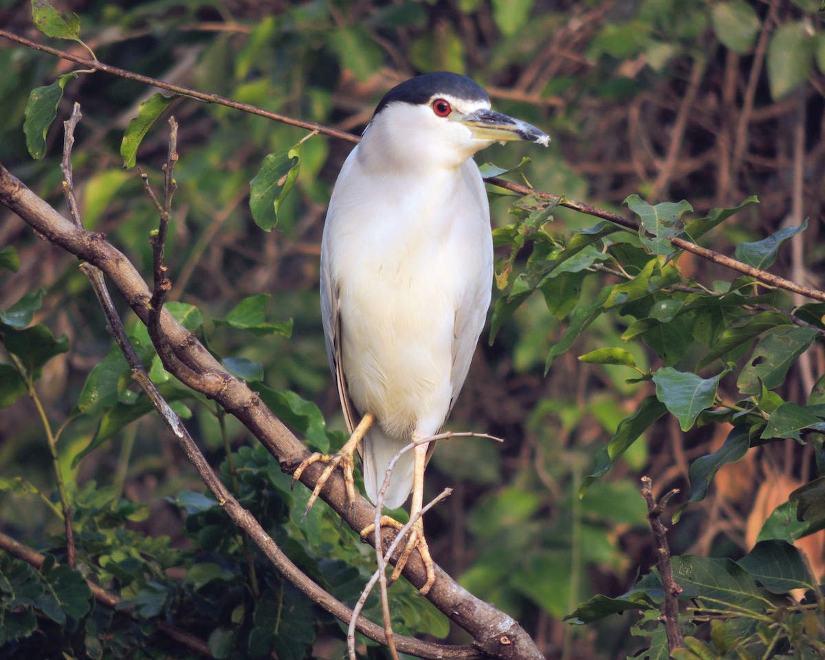 Martinete Común - ML647270179