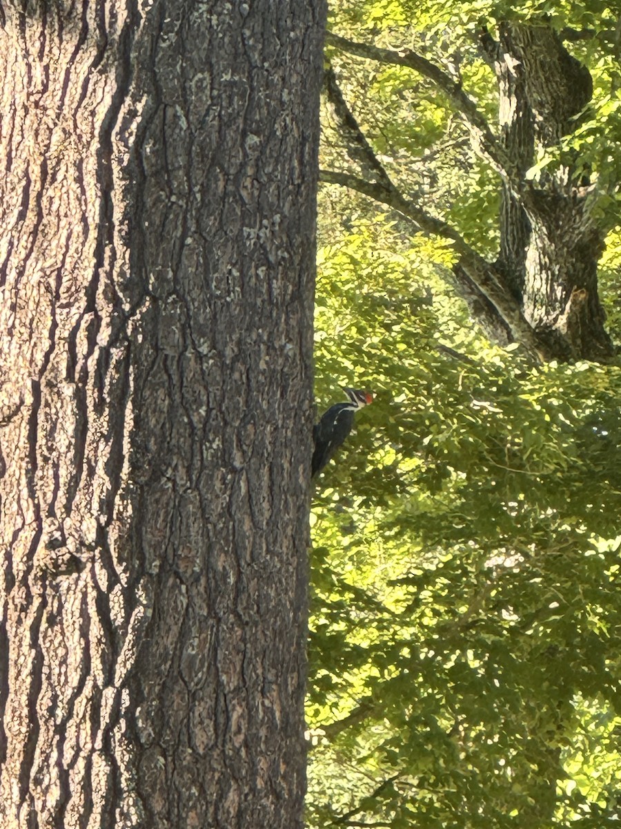 Picamaderos Norteamericano - ML647270180