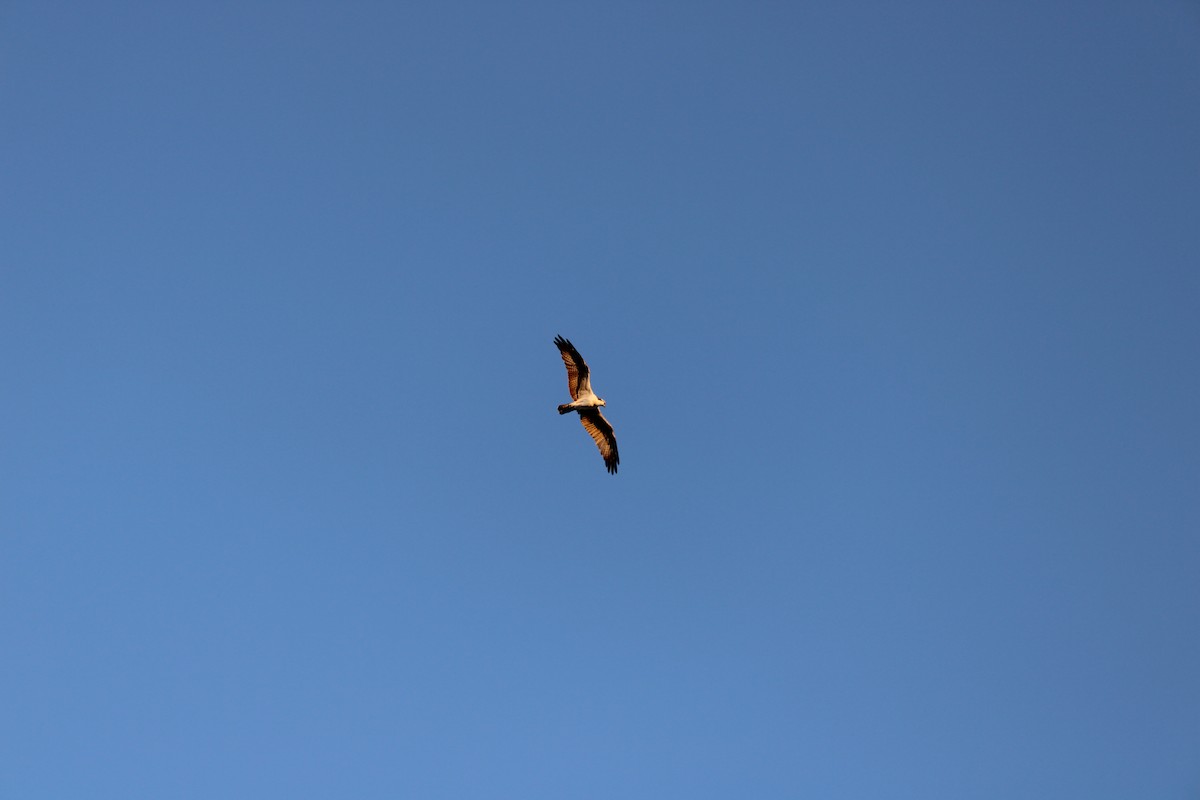 Águila Pescadora - ML647270181