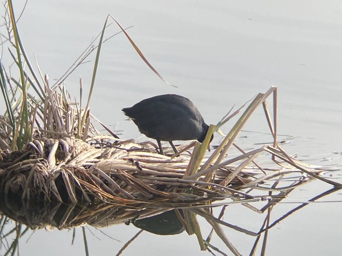 Focha Americana - ML647270182