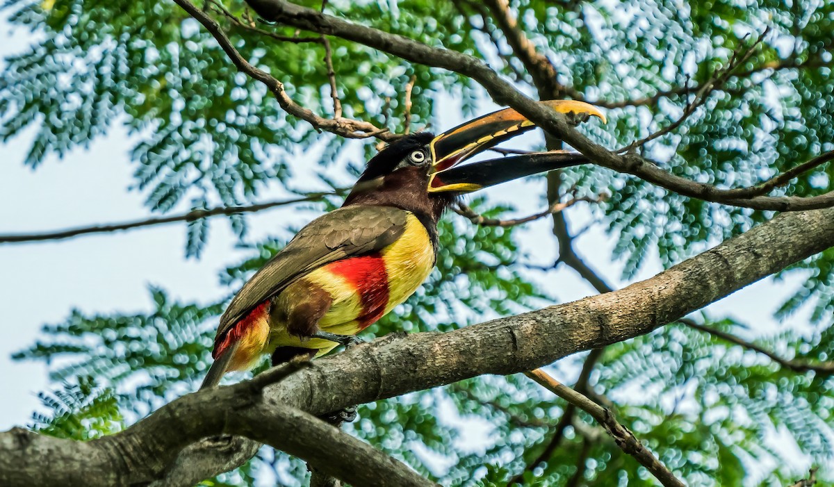 Arasarí Caripardo - ML647270184