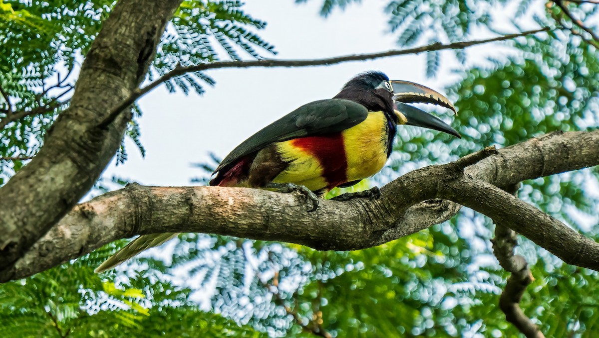 Arasarí Caripardo - ML647270185