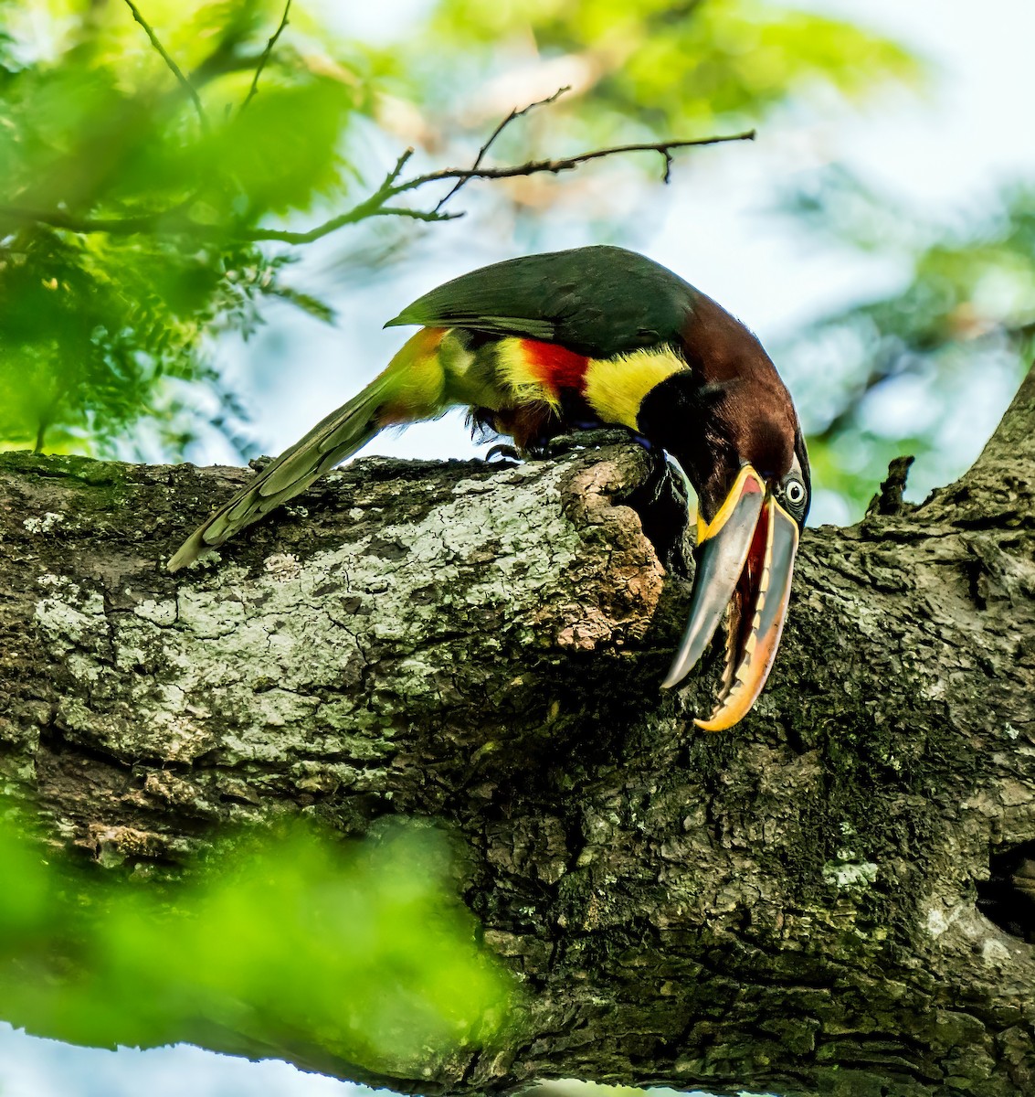 Arasarí Caripardo - ML647270186