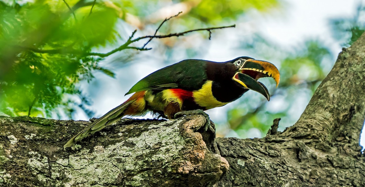 Arasarí Caripardo - ML647270187