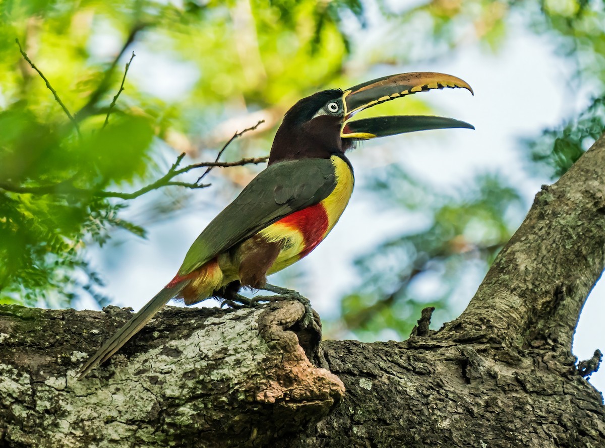 Arasarí Caripardo - ML647270188