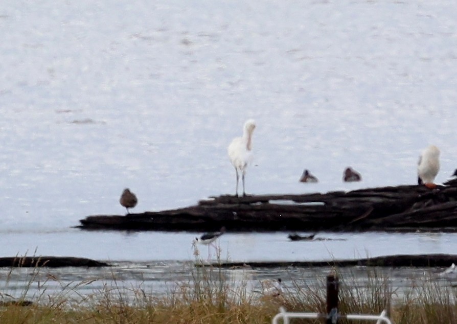 Espátula Piquigualda - ML647270189