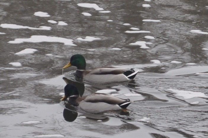 Ánade Azulón - ML647270190