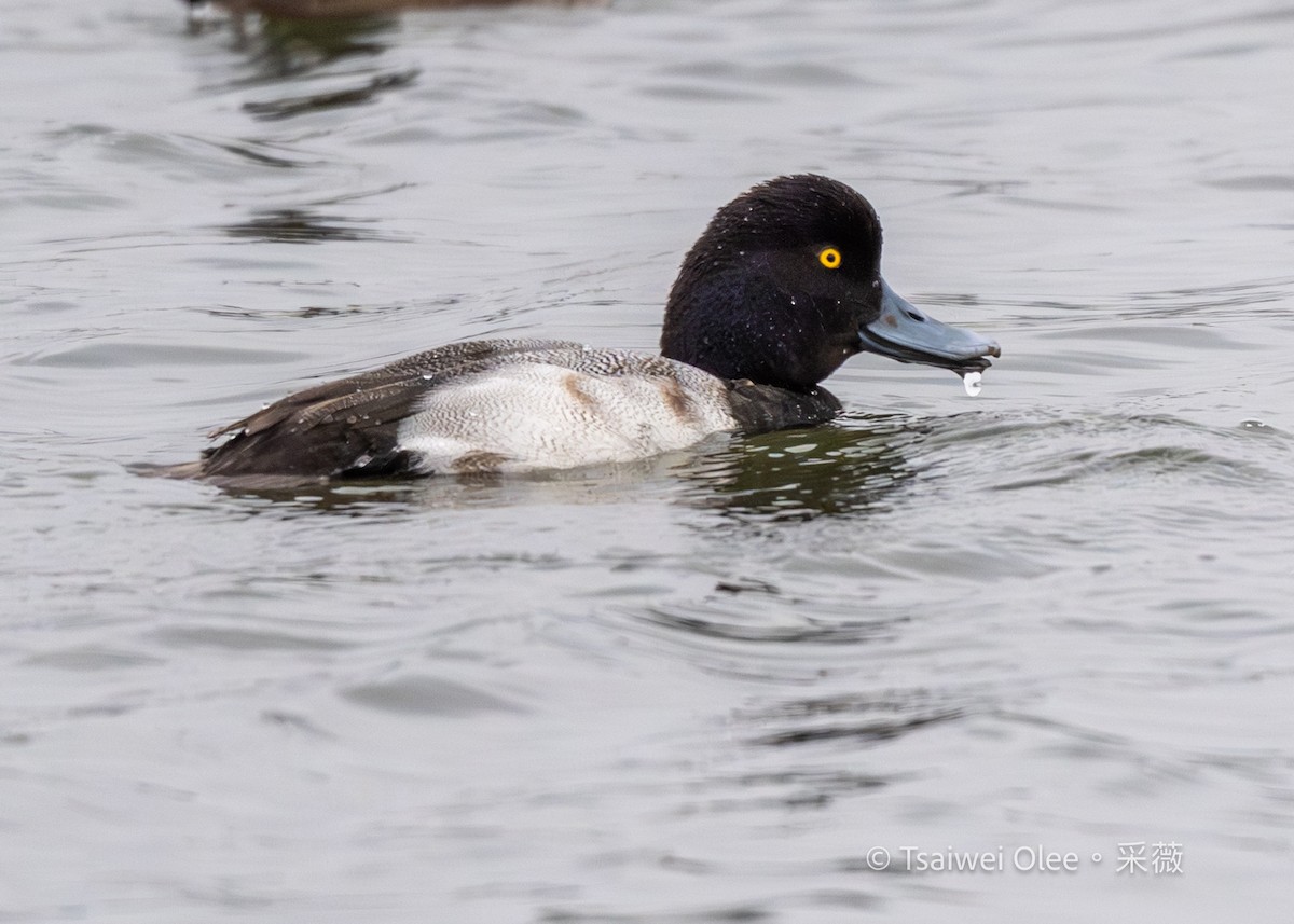 Porrón Bola - ML647270193