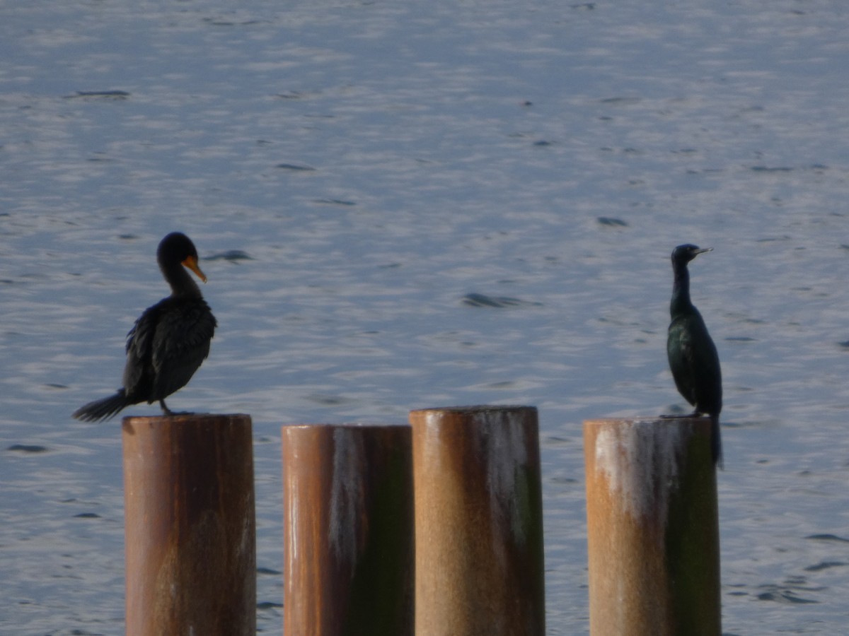 Cormorán Pelágico - ML647270194