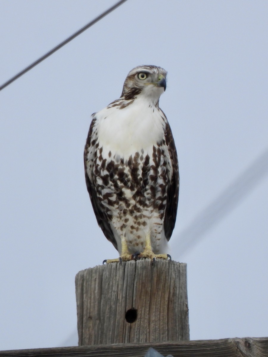 Red-tailed Hawk - ML647270197