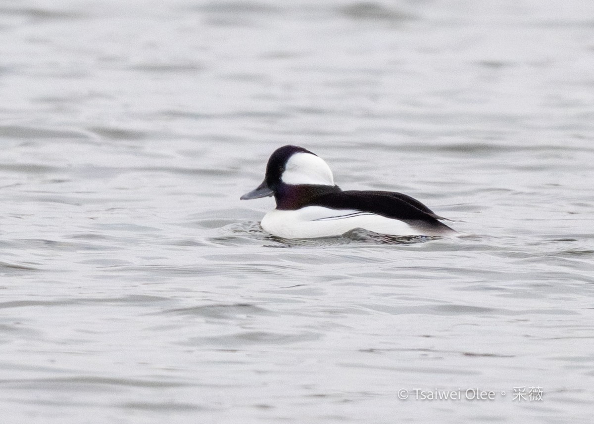 Porrón Albeola - ML647270199