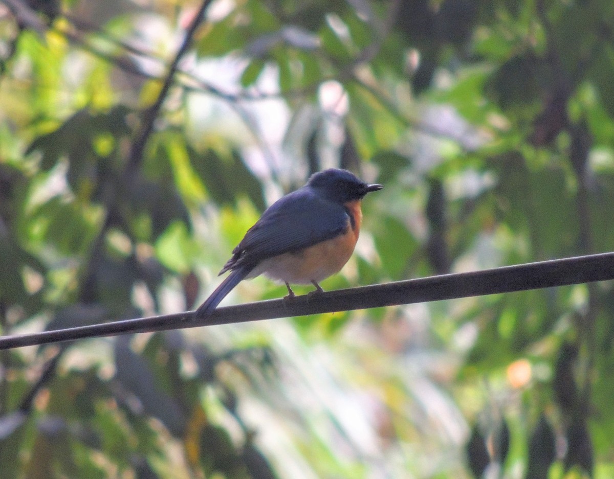 Papamoscas de Tickell - ML647270203