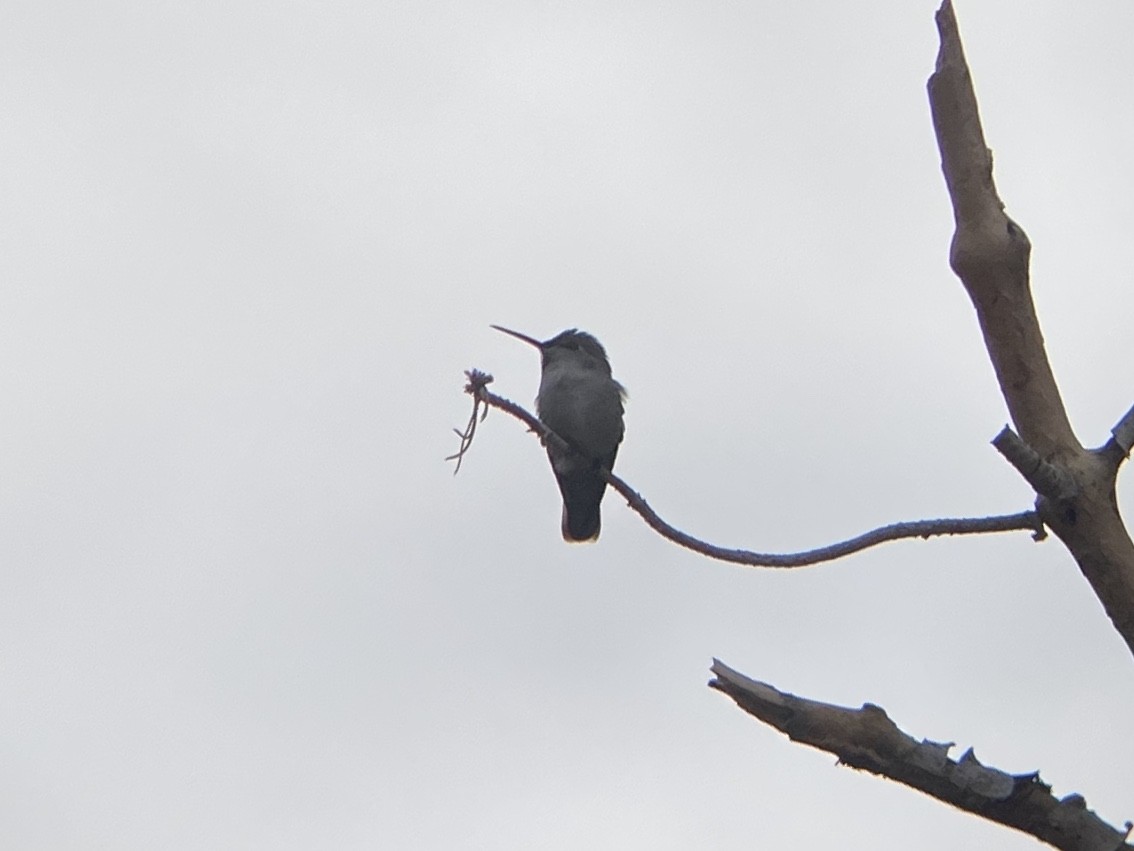 Colibrí de Costa - ML647270204