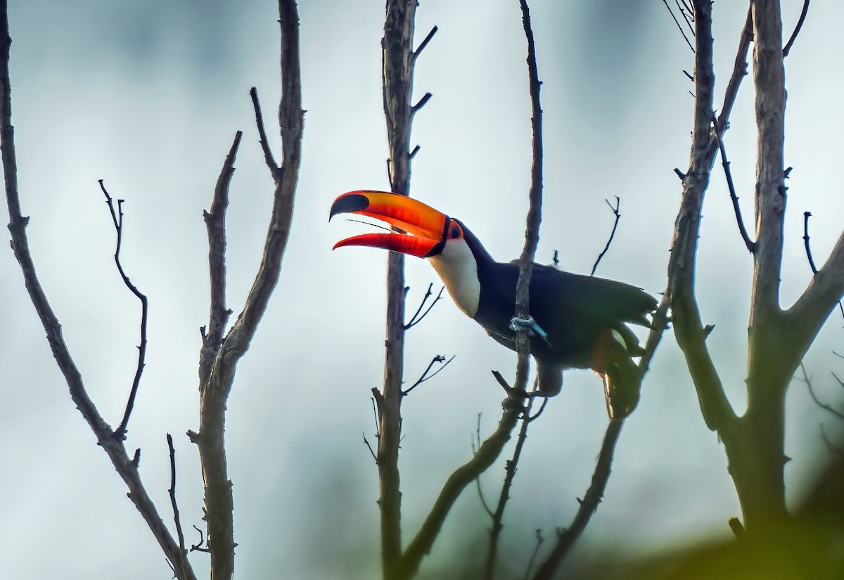 Tucán Toco - ML647270207