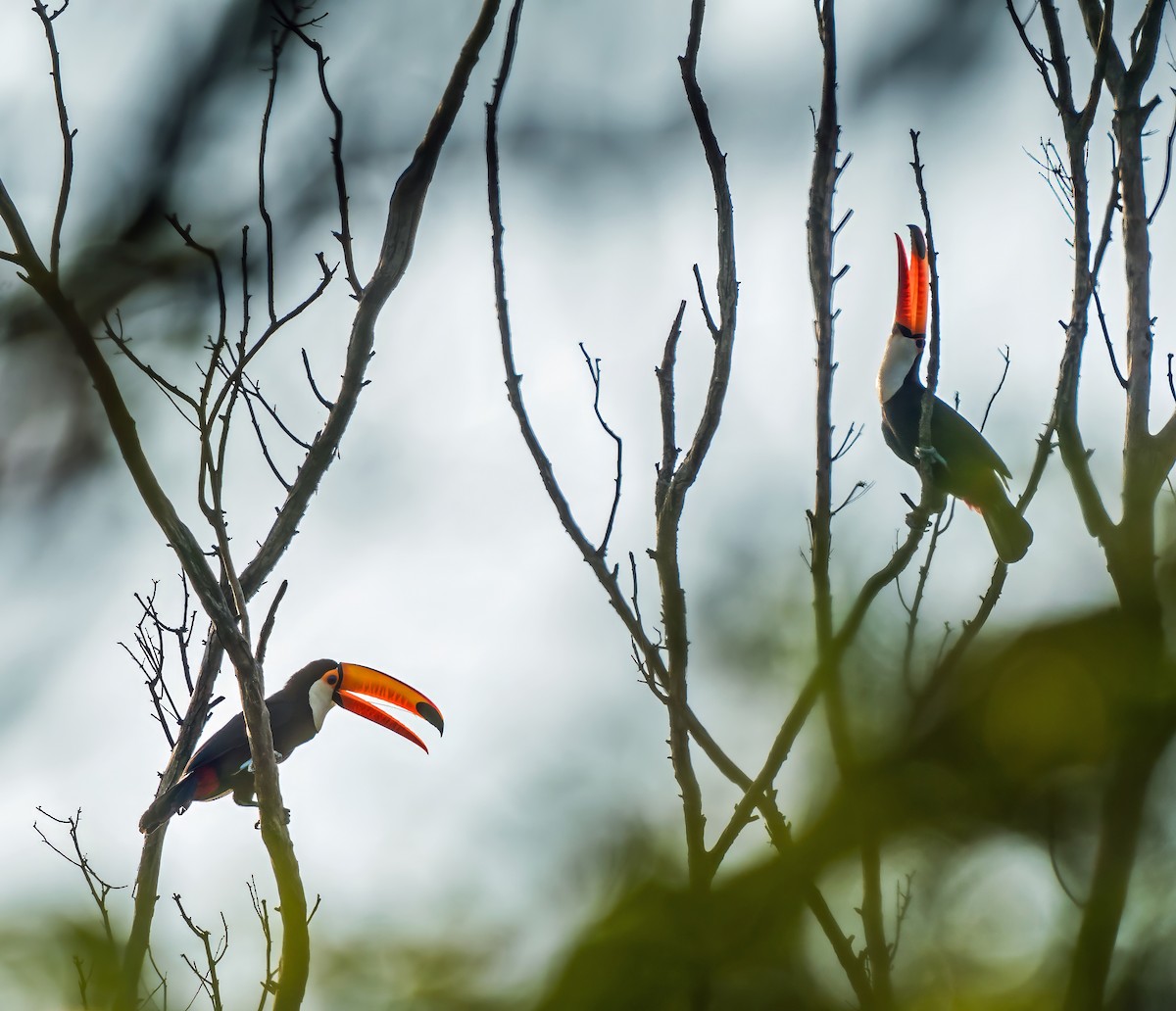 Tucán Toco - ML647270208