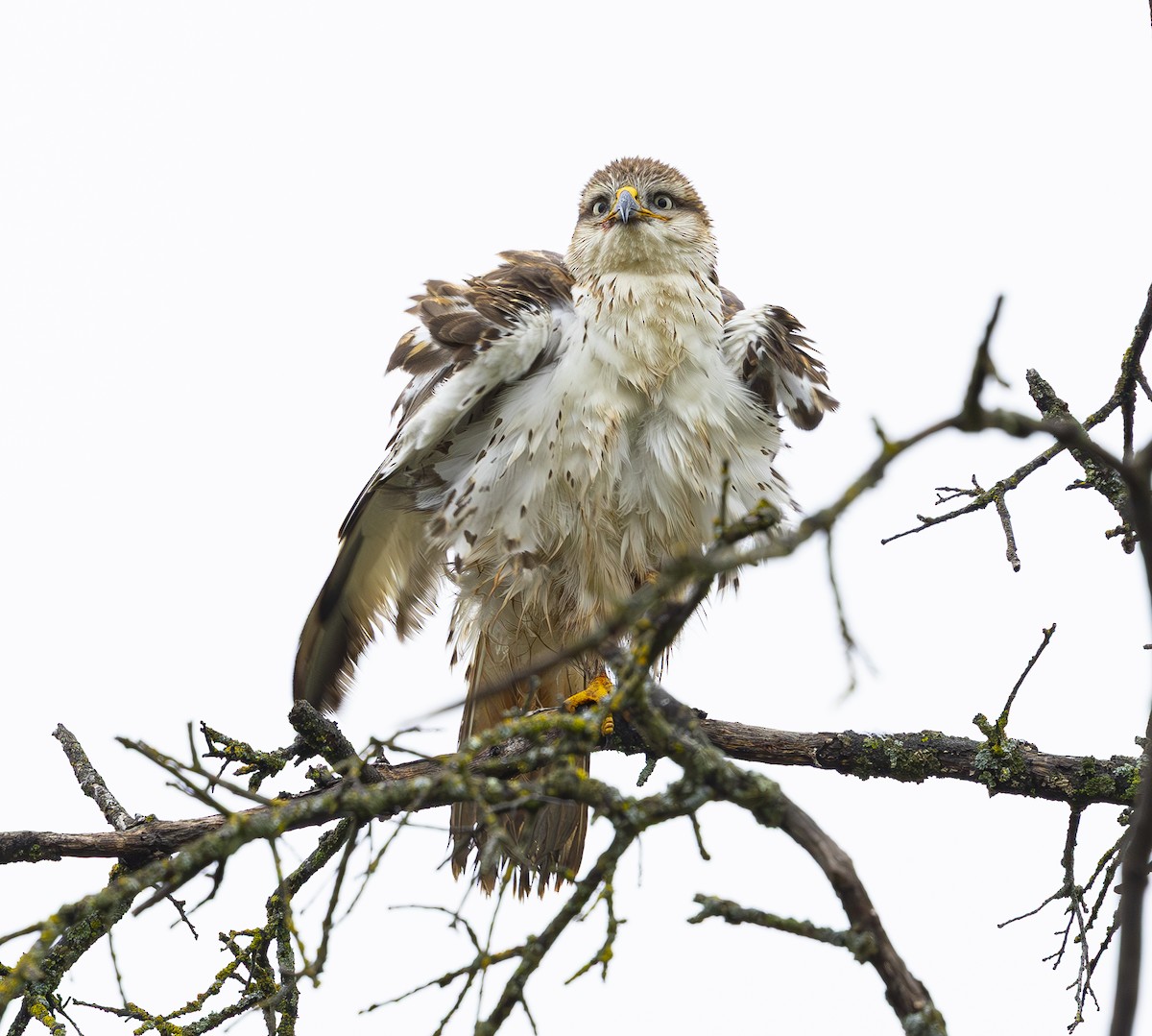 Ferruginous Hawk - ML647270212