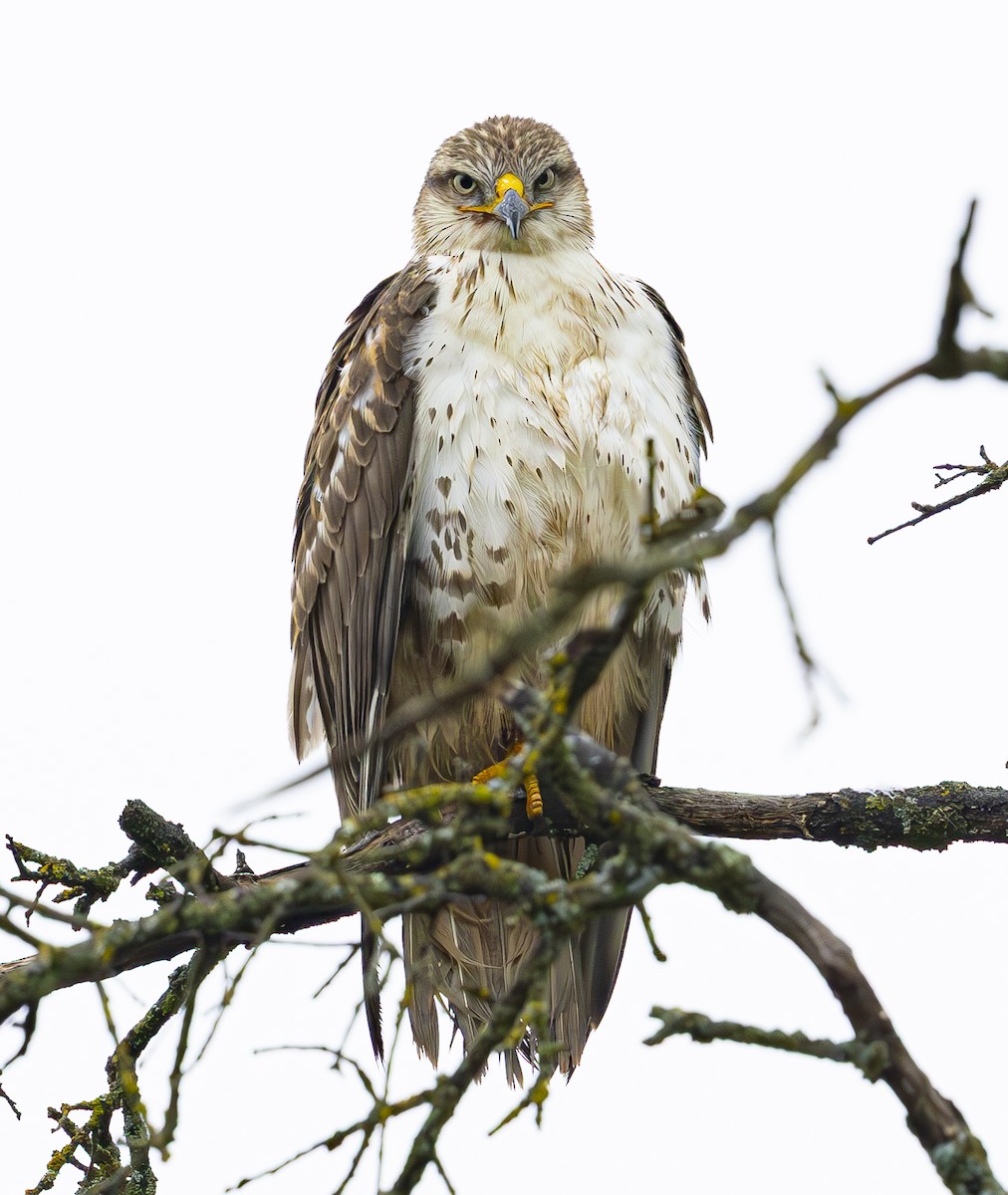 Ferruginous Hawk - ML647270214