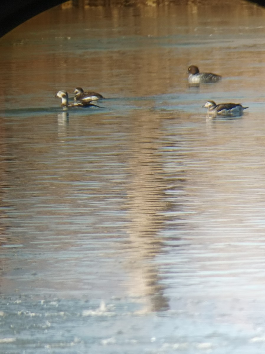 Long-tailed Duck - ML647270218