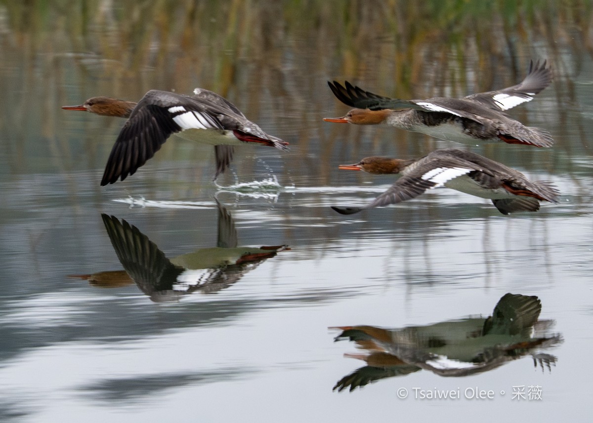 Serreta Mediana - ML647270222