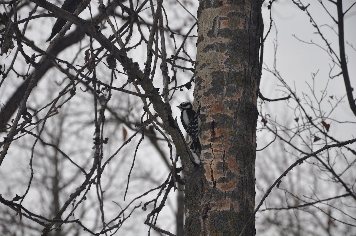Downy Woodpecker - ML647270223