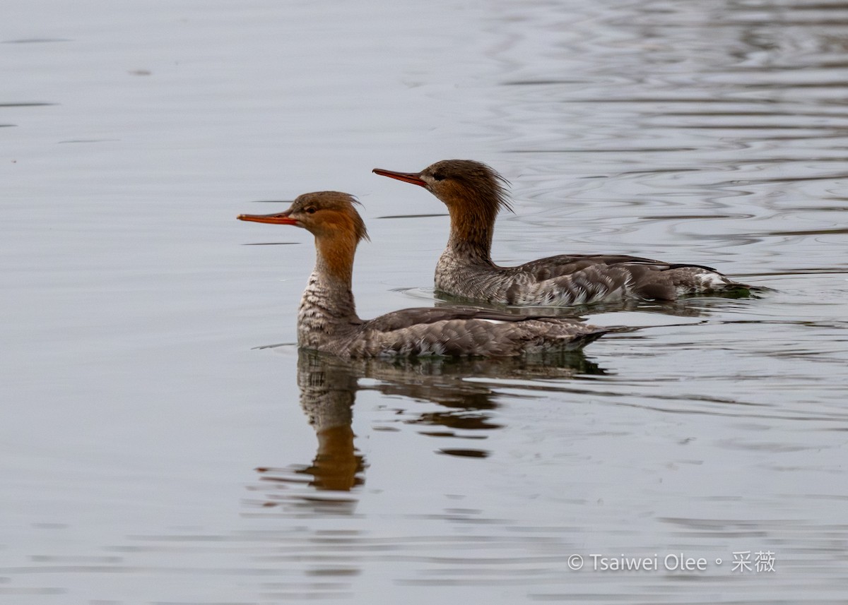 Serreta Mediana - ML647270237