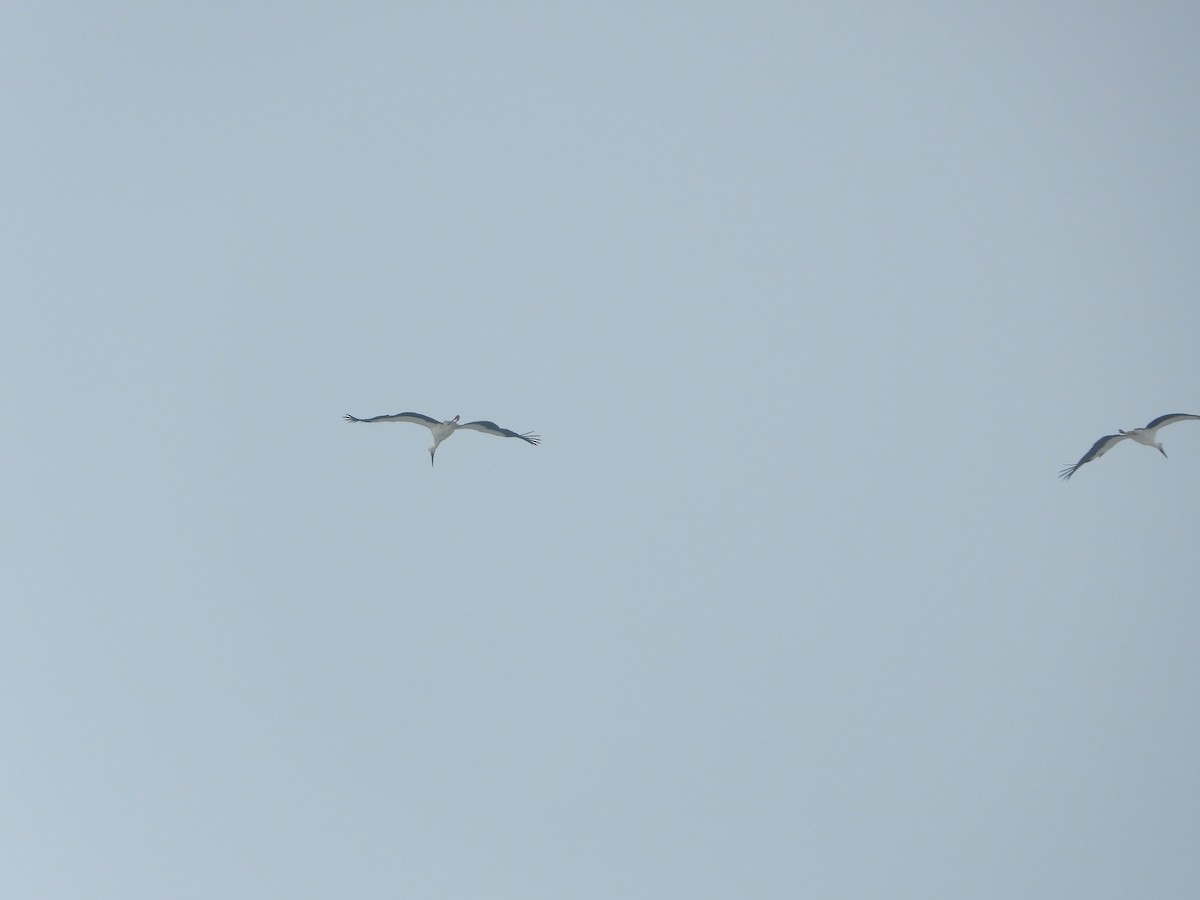 svartnebbstork - ML647270247