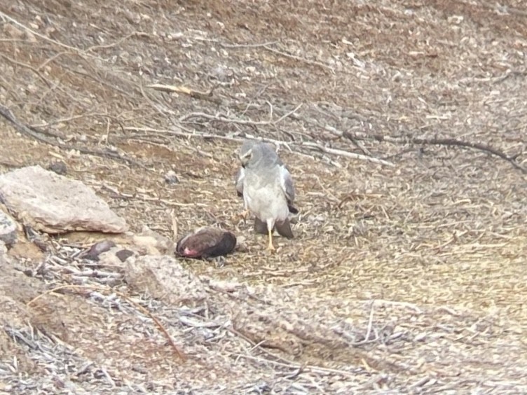 Лунь американський - ML647270263