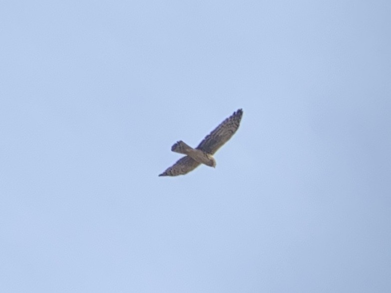 Лунь американський - ML647270264