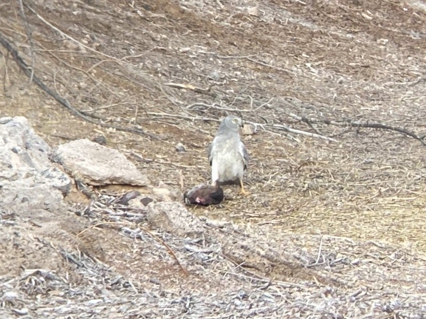 Лунь американський - ML647270265