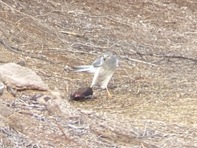 Лунь американський - ML647270266