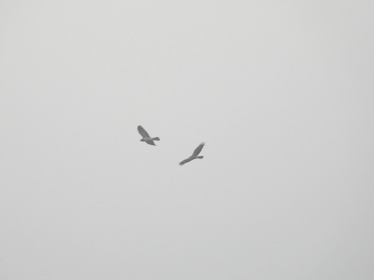 Eastern Marsh Harrier - ML647270268