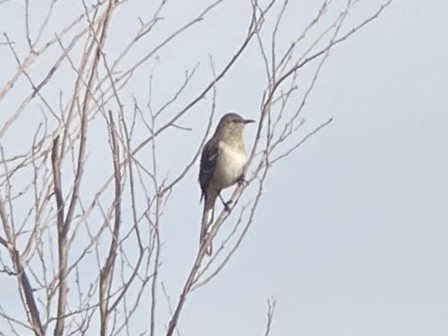 Northern Mockingbird - ML647270288