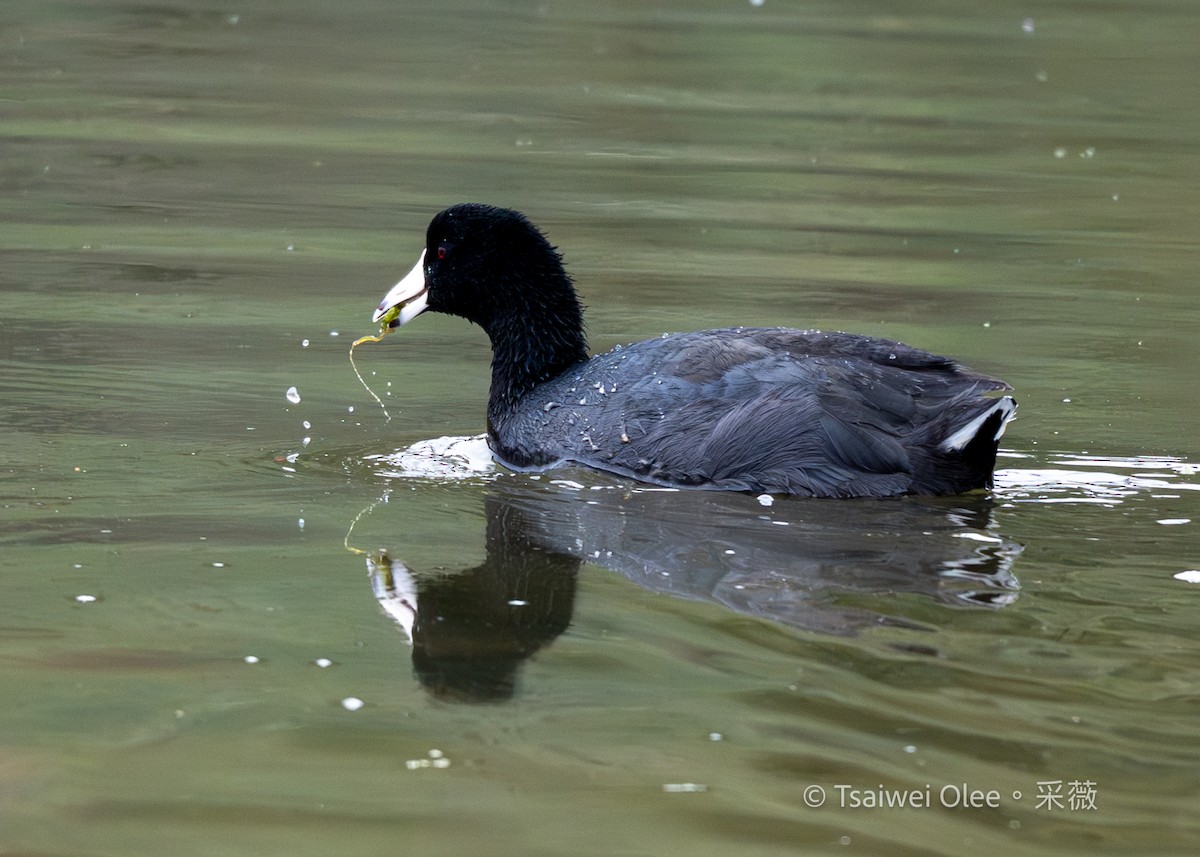 Focha Americana - ML647270295