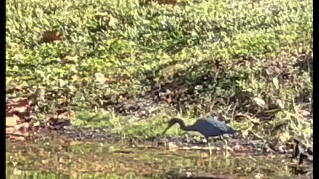 לבנית כחולה קטנה - ML647270296