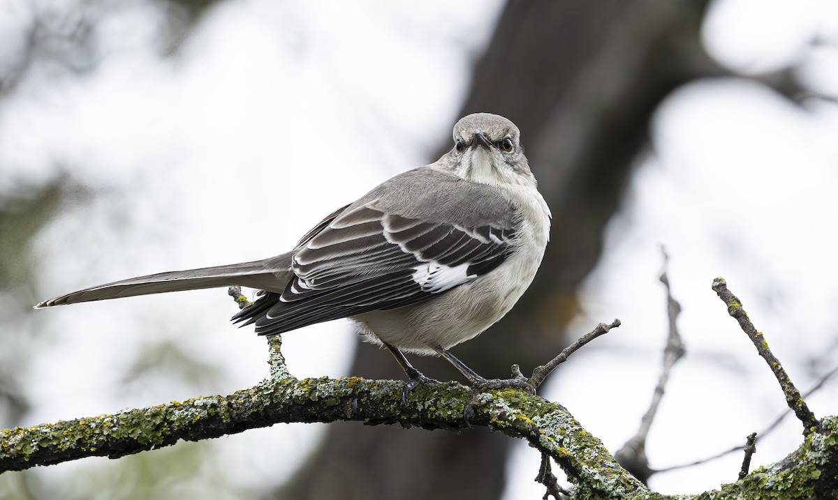 Northern Mockingbird - ML647270303
