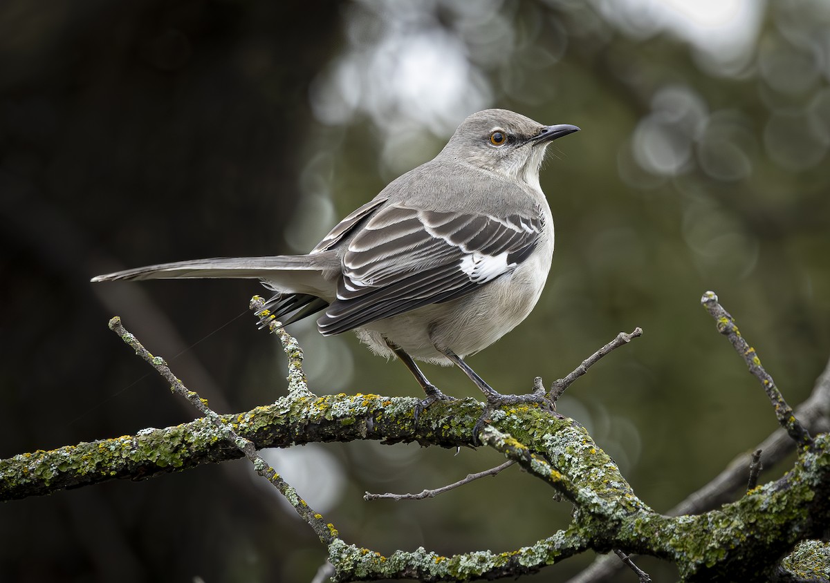 Northern Mockingbird - ML647270304