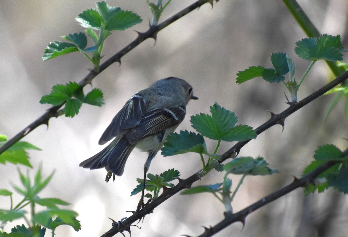 Ruby-crowned Kinglet - ML647270305