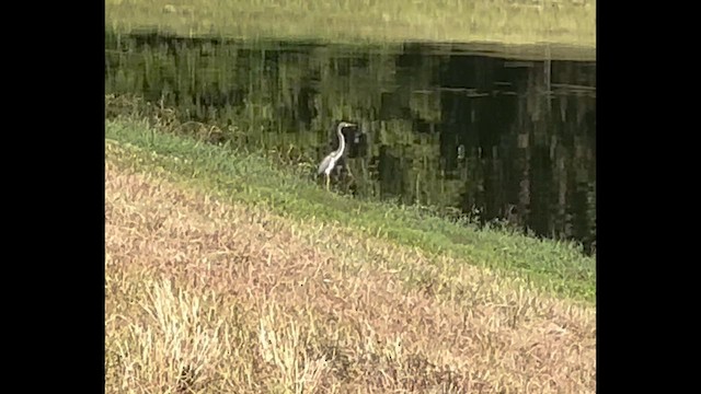 Tricolored Heron - ML647270312