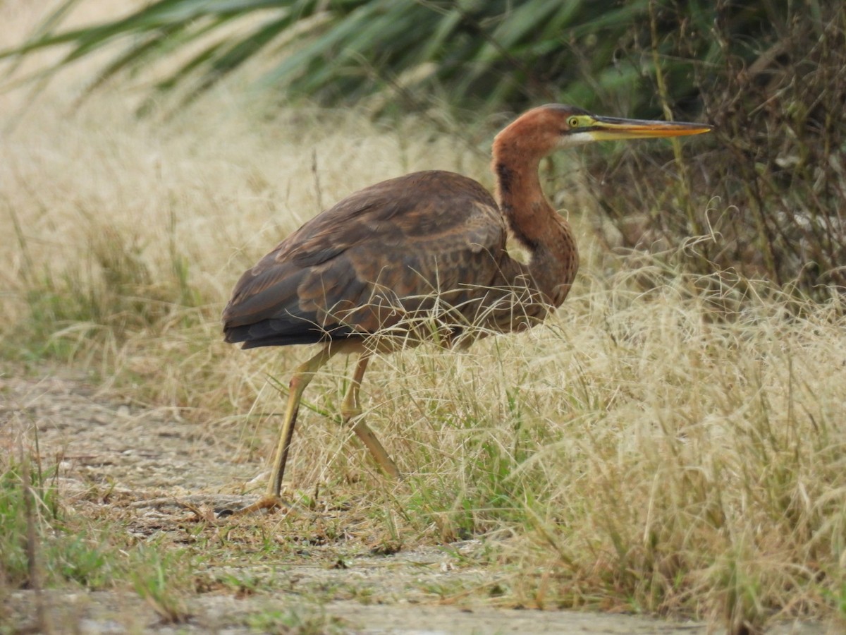 Erguvani Balıkçıl - ML647270314