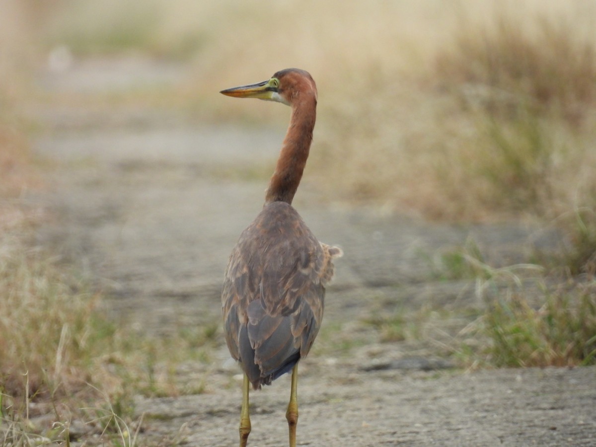 Erguvani Balıkçıl - ML647270315