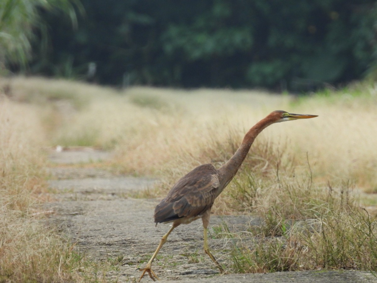 Erguvani Balıkçıl - ML647270316