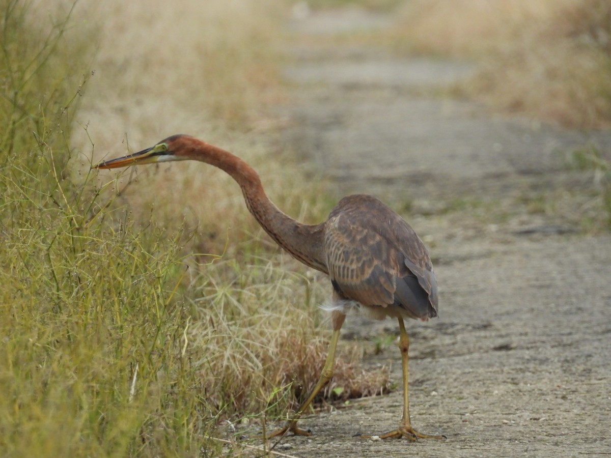 Erguvani Balıkçıl - ML647270317