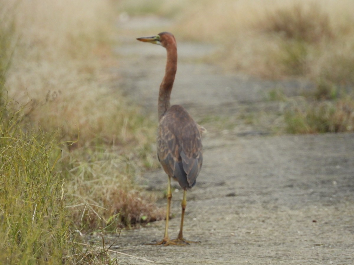 Erguvani Balıkçıl - ML647270318