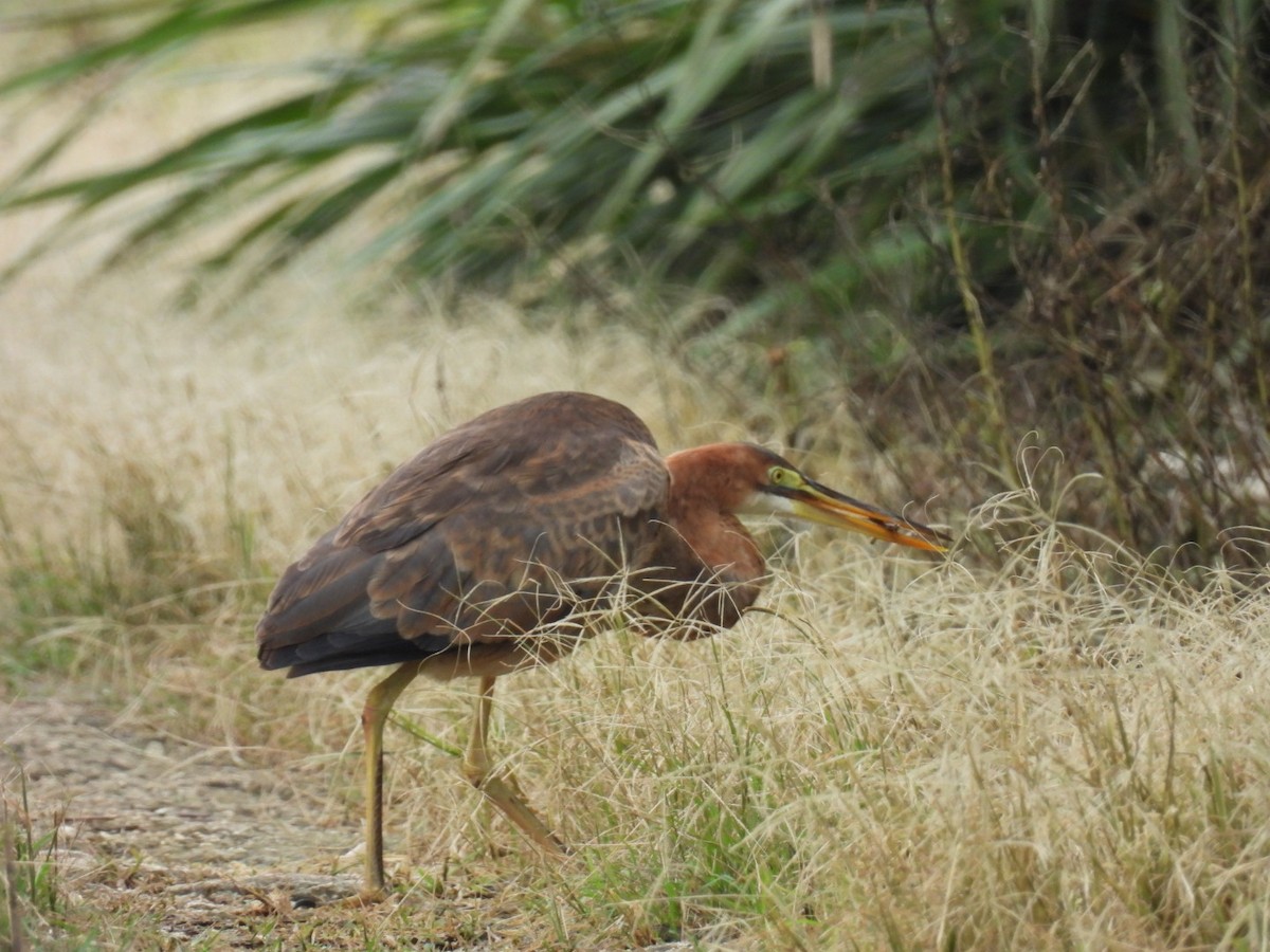 Erguvani Balıkçıl - ML647270319