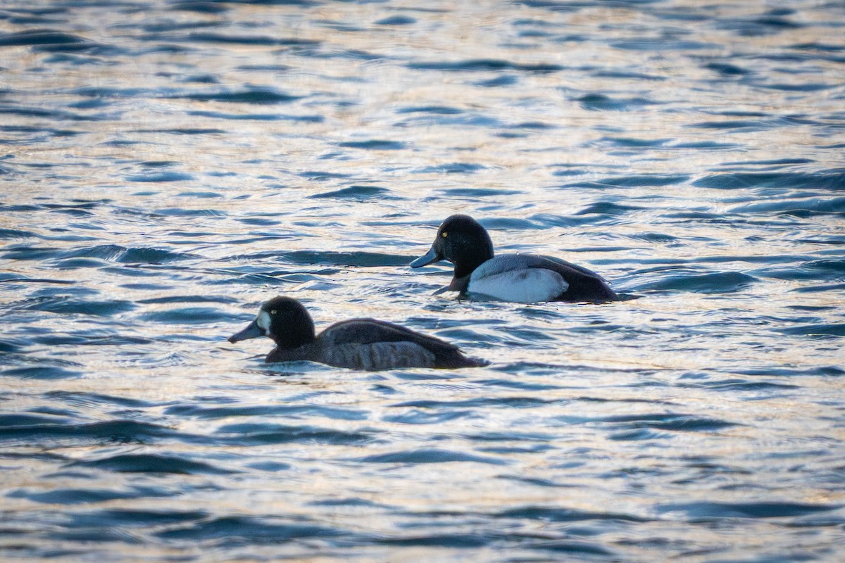 Морская чернеть - ML647270330