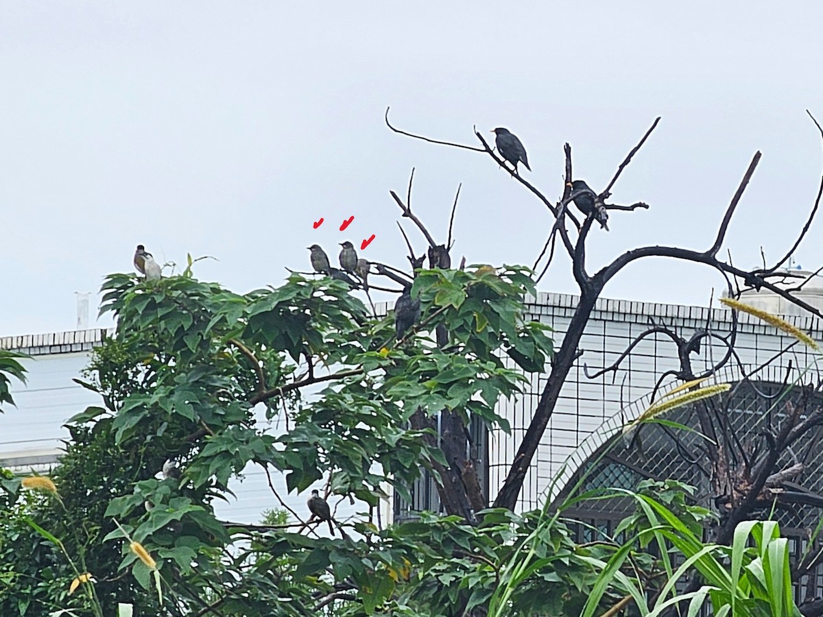 Malay Sığırcığı - ML647270331