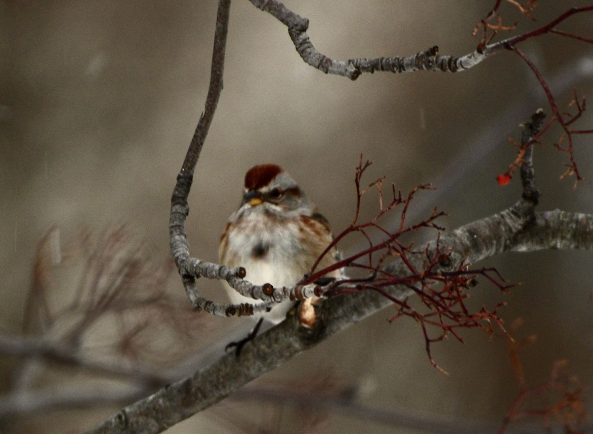 Chardonneret jaune - ML647270343