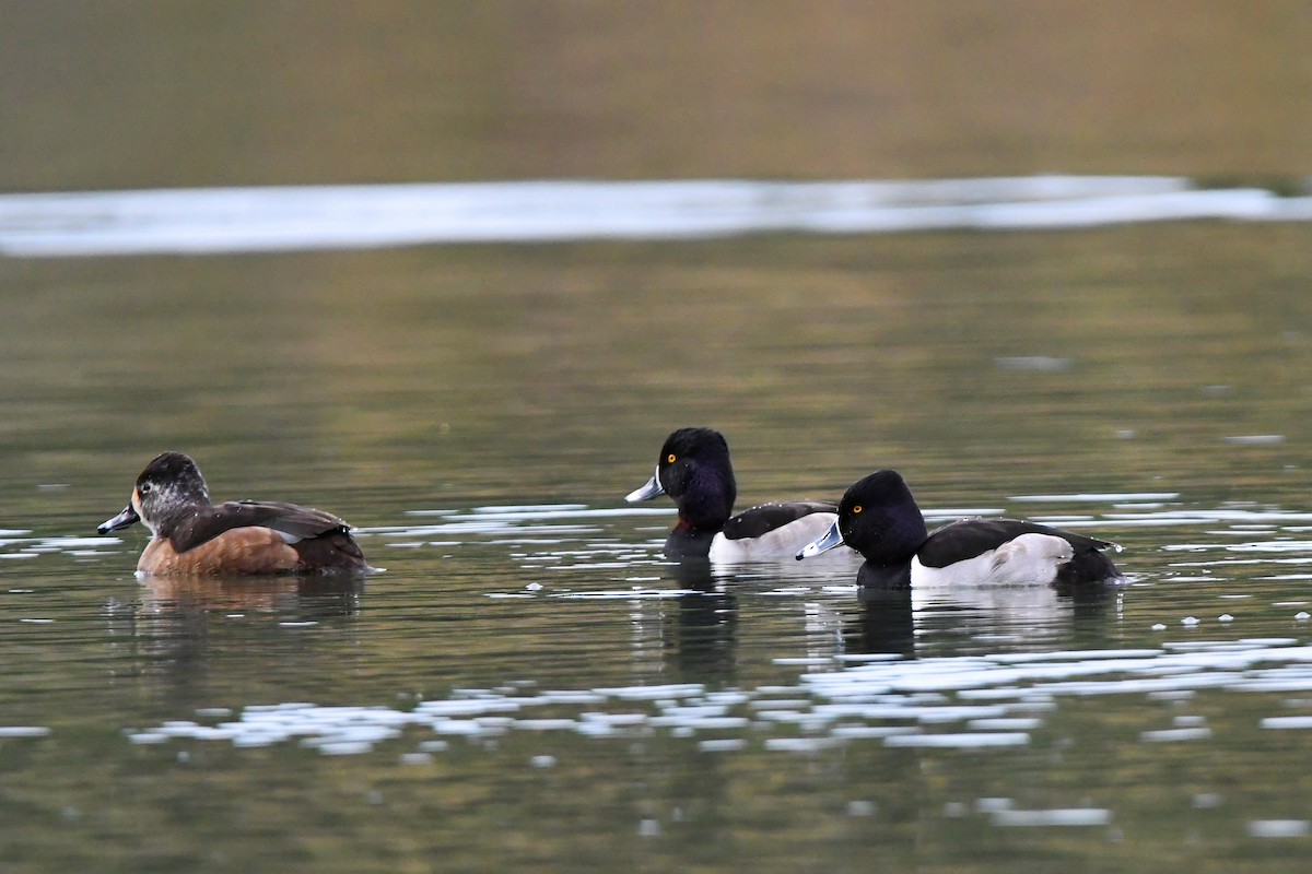 Ring-necked Duck - ML647270344