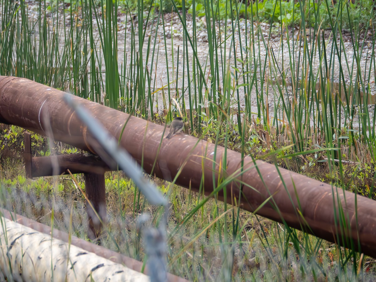 Eastern Phoebe - ML647270345