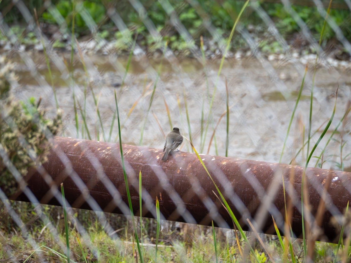 Eastern Phoebe - ML647270346